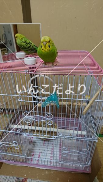 迷い鳥の写真