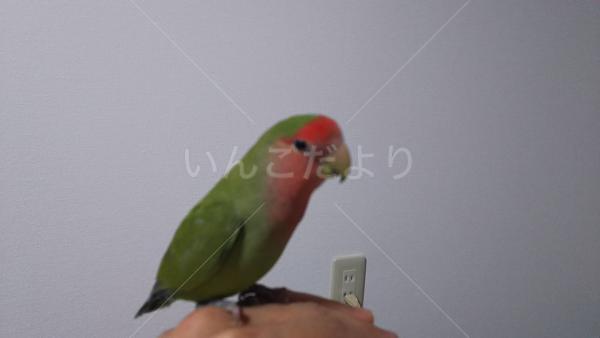 迷い鳥の写真