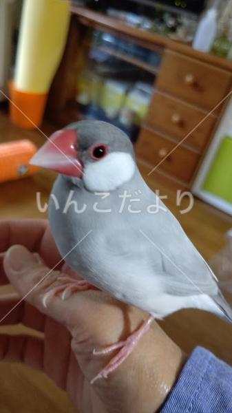 迷い鳥の写真