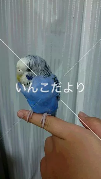 保護鳥の写真