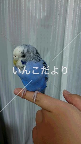 保護鳥の写真