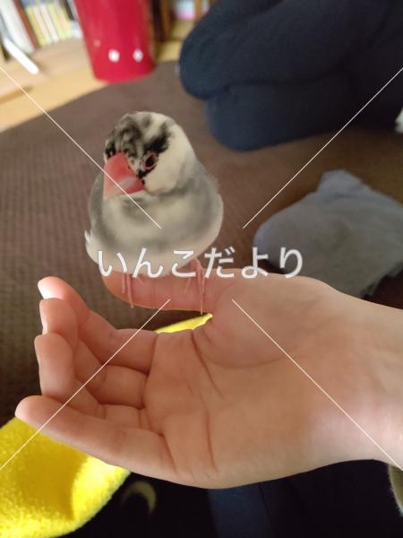 迷い鳥の写真