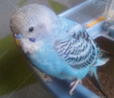保護鳥の写真