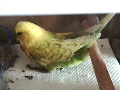 保護鳥の写真