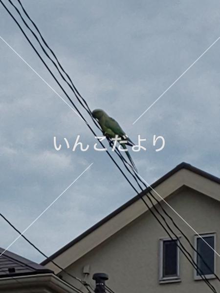 迷い鳥の写真
