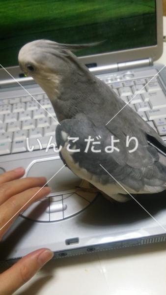 迷い鳥の写真