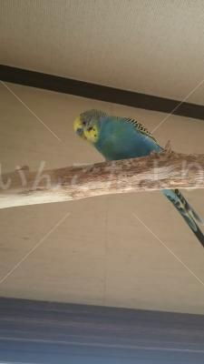 保護鳥の写真