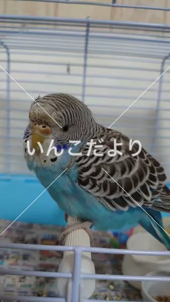 保護鳥の写真