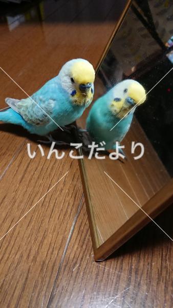 迷い鳥の写真