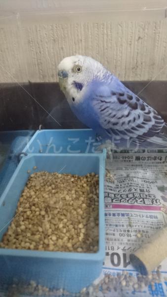 保護鳥の写真