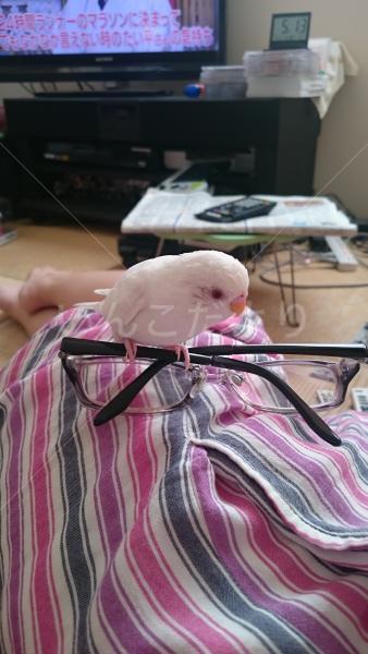 迷い鳥の写真