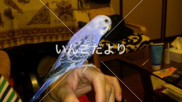 迷い鳥の写真