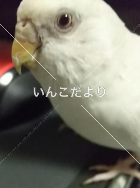 迷い鳥の写真