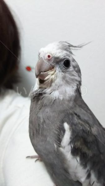 迷い鳥の写真
