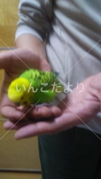 保護鳥の写真
