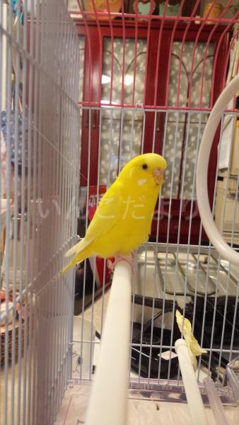 保護鳥の写真