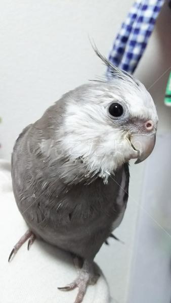 迷い鳥の写真