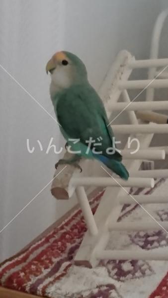 迷い鳥の写真