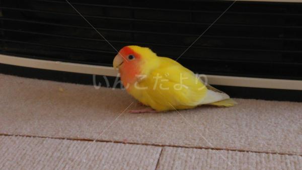 迷い鳥の写真