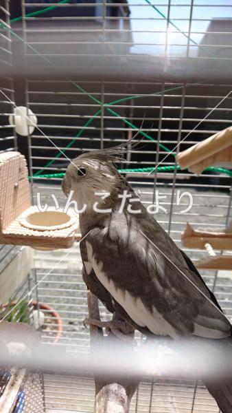 迷い鳥の写真