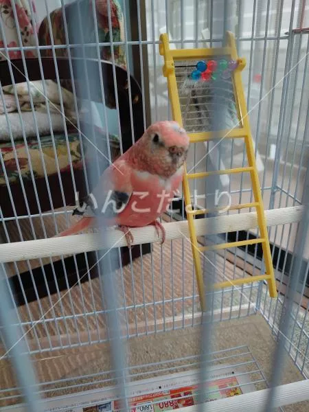 保護鳥の写真