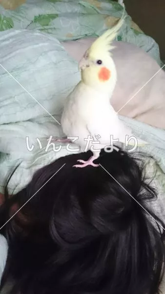 迷い鳥の写真