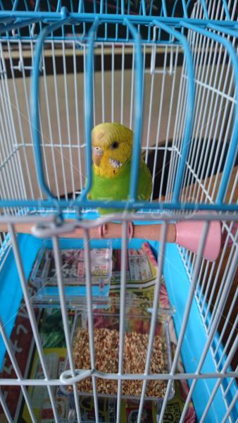 保護鳥の写真
