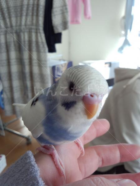 迷い鳥の写真