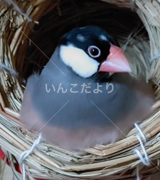 迷い鳥の写真
