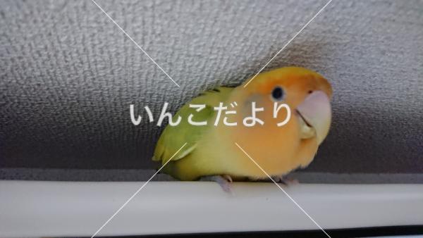 迷い鳥の写真