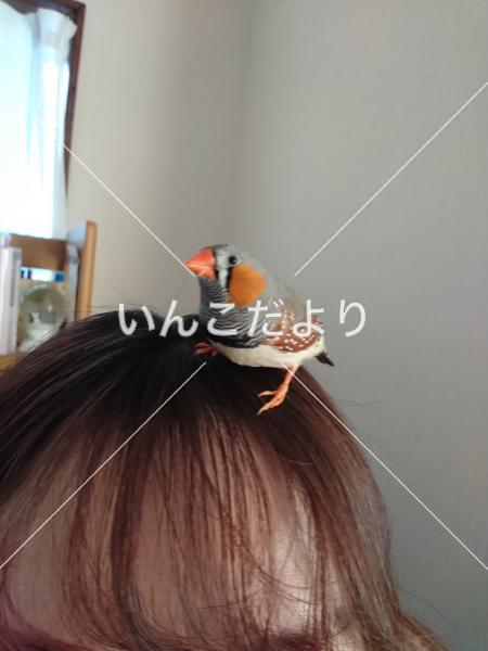 迷い鳥の写真