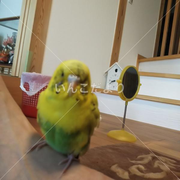 迷い鳥の写真
