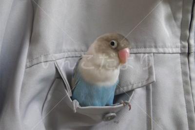 迷い鳥の写真