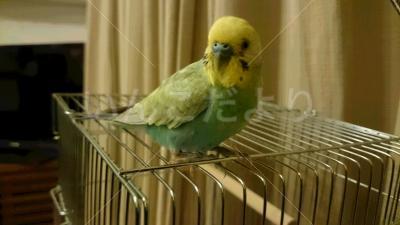 保護鳥の写真