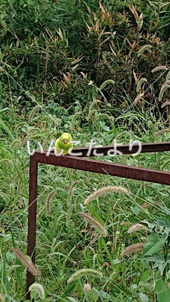 保護鳥の写真