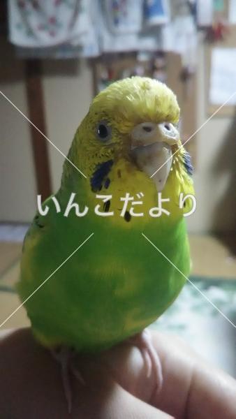 迷い鳥の写真