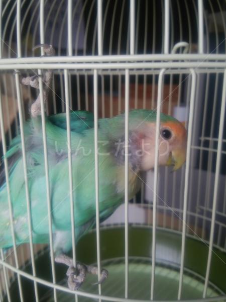 保護鳥の写真