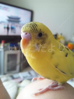迷い鳥の写真