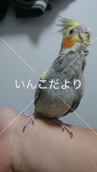 迷い鳥の写真