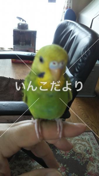 迷い鳥の写真
