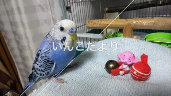 保護鳥の写真