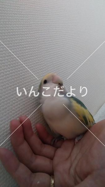 迷い鳥の写真
