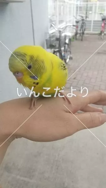 保護鳥の写真