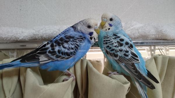 迷い鳥の写真
