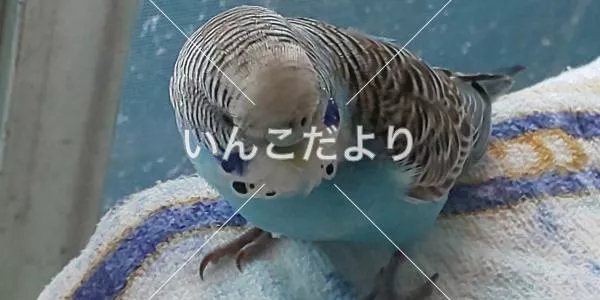 保護鳥の写真