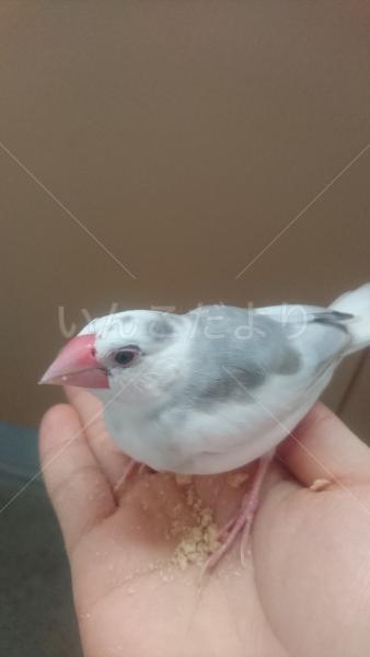 保護鳥の写真