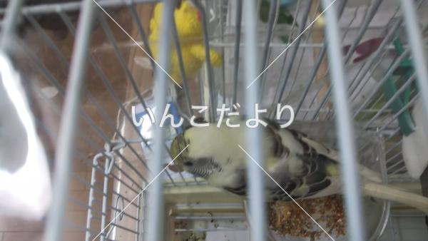 保護鳥の写真