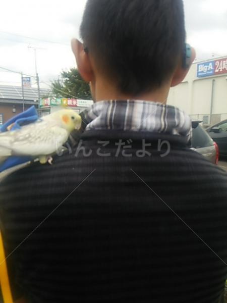 迷い鳥の写真