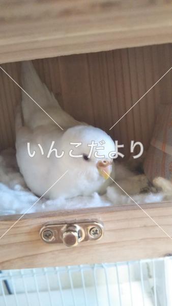 迷い鳥の写真