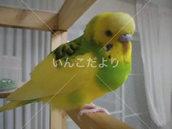 保護鳥の写真